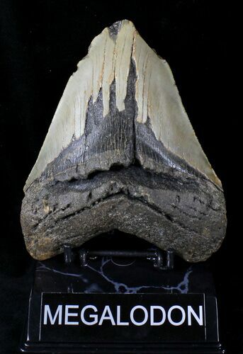 Bargain Megalodon Tooth - North Carolina #21652